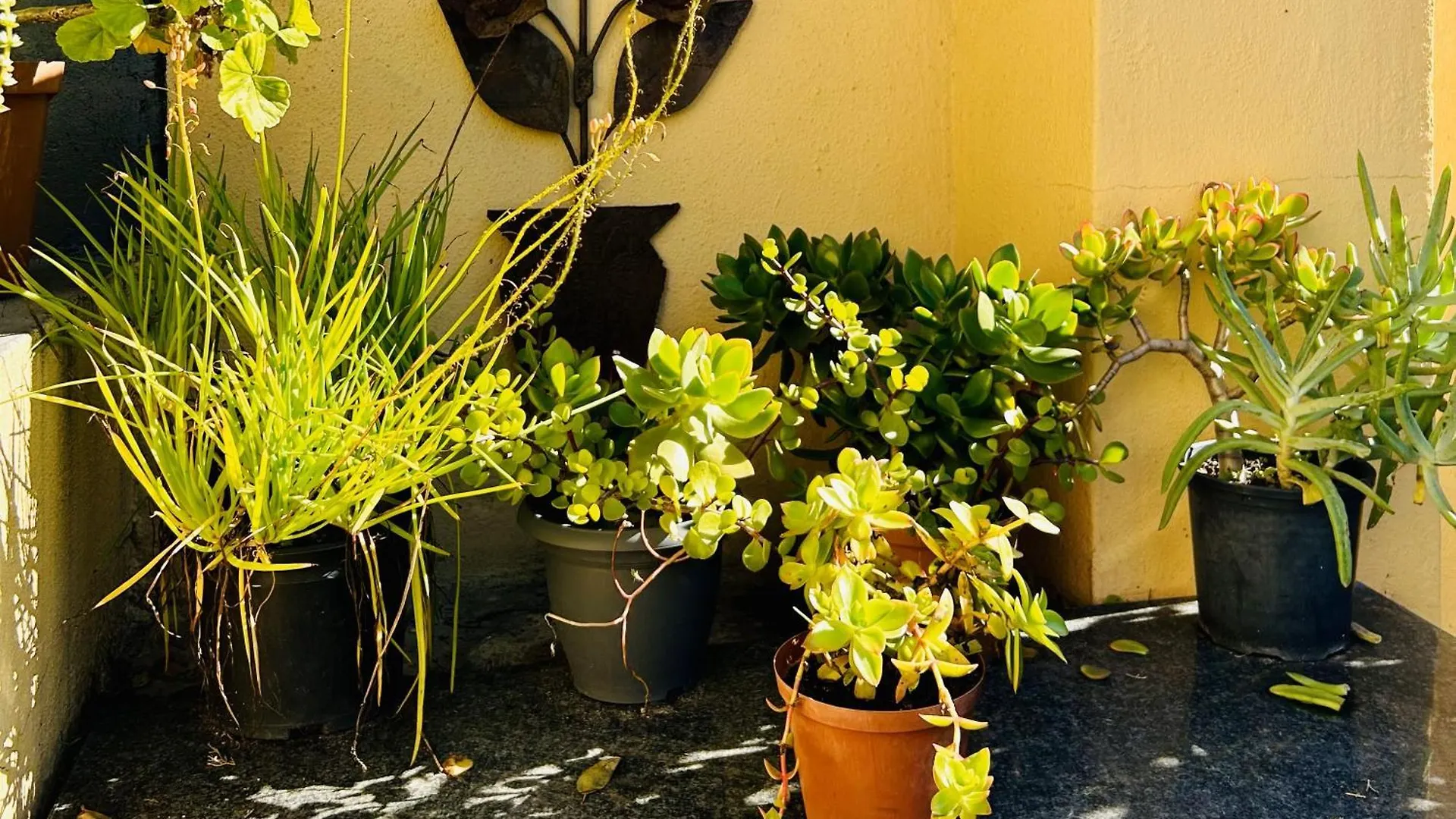 Hostel A Sunflower Stop Backpackers Cape Town